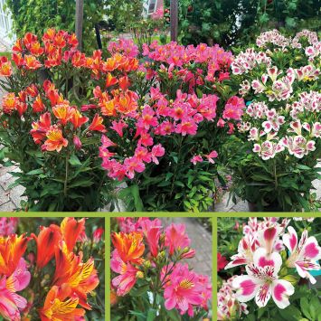 Sommer-Festival - Alstroemeria im 3er Set