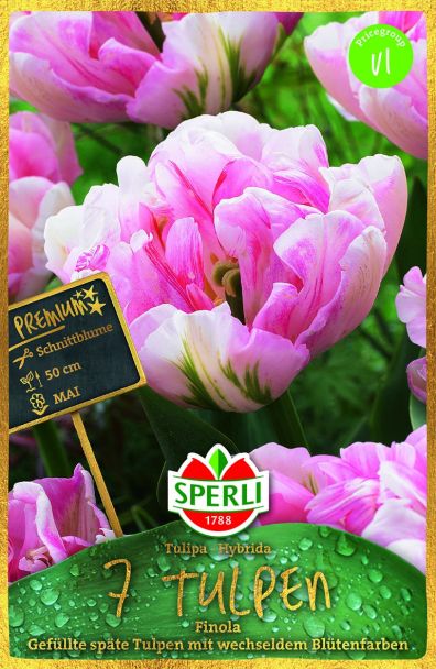 Gefüllte späte Tulpen 'Finola'