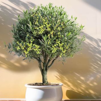 Winterharter Olivenbaum 'Orvieto'