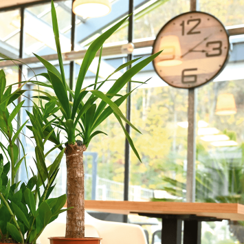 Vorschau: Yucca Palme Vorschau: Yucca Palme