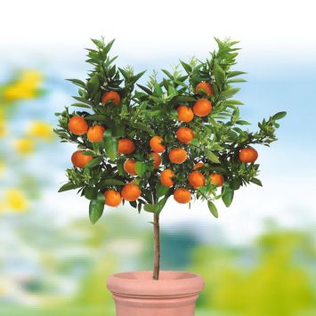 Echter Mandarinenbaum 'Portofino'