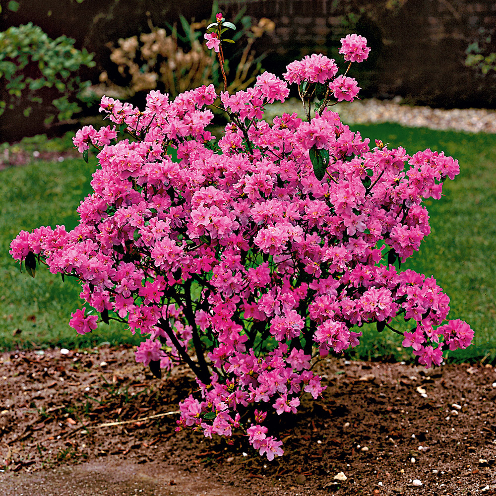 Winterblühende Alpenrose kaufen Ahrens+Sieberz Pflanzenversand