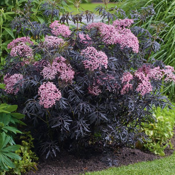 Holunder Cherry Lace