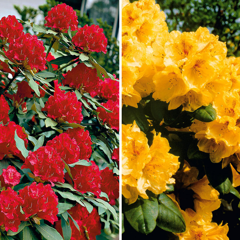 SetPreis 2 x Riesenblütige RhododendronHybriden Rhododendren