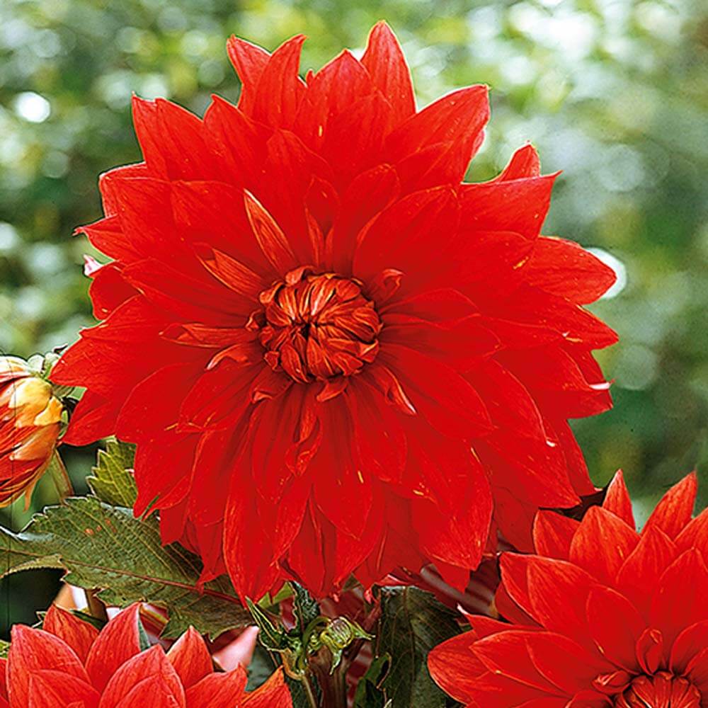 Dahlien Blumenzwiebeln Ahrens+Sieberz Pflanzenversand & Gartenbedarf