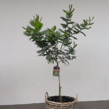Silber-Akazie (Mimosaacacia dealbata)