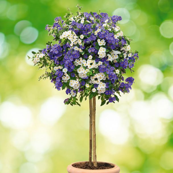 Enzianbaum 'BlancBleu' Kübelpflanzen Balkon & Sommerblumen Ahrens
