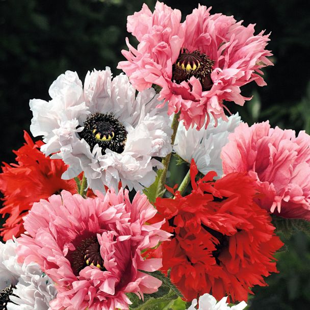 Orientalischer Garten-Mohn