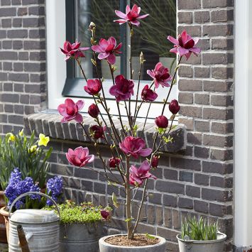 Vorschau: Magnolie 'Genie®' Vorschau: Magnolie 'Genie®'