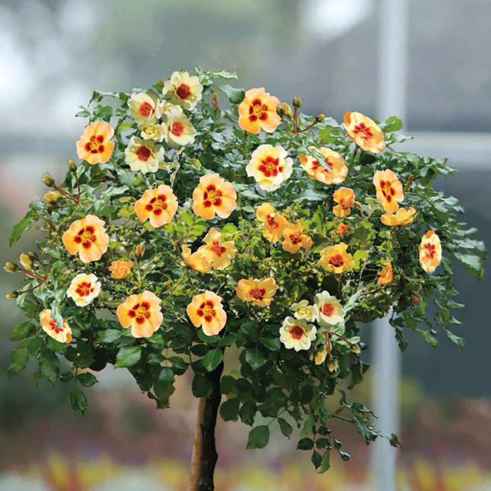 HochstammRose Babylon Eyes® 'Cream' RosenStämmchen Rosen Ahrens
