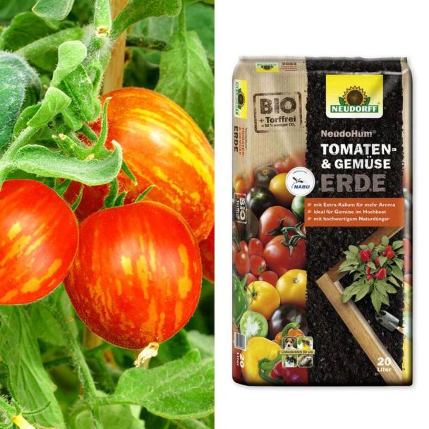 Setpreis: 2 Busch-Tomaten 'Lucky Queen' + Erde