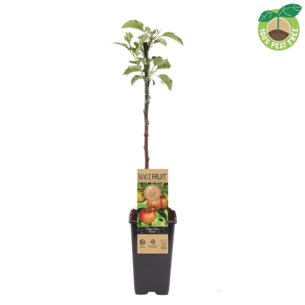 Apfelbaum Elstar (50cm)