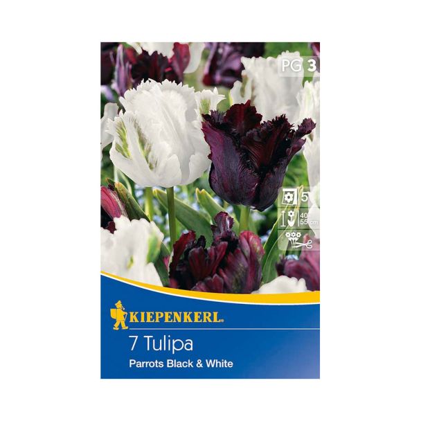Papagei-Tulpen Parrots Black & White