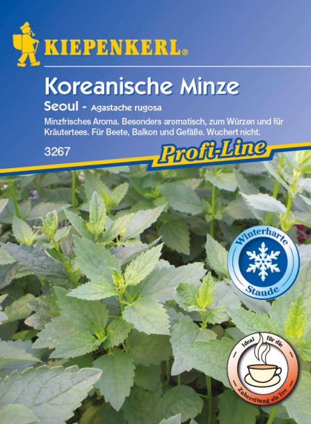Koreanische Minze 'Seoul'