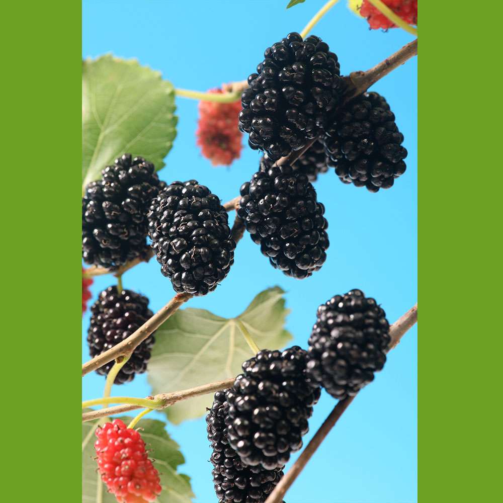 'Mojo Berry' Schwarze Maulbeere Raritäten Obst Ahrens+Sieberz
