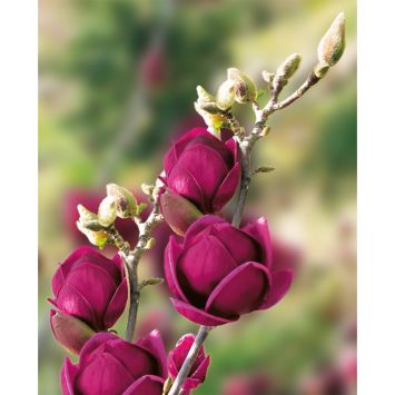 Vorschau: Magnolie 'Genie®' Vorschau: Magnolie 'Genie®'