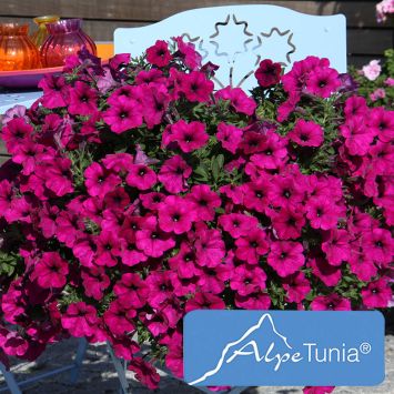 AlpeTunia® Dark Purple