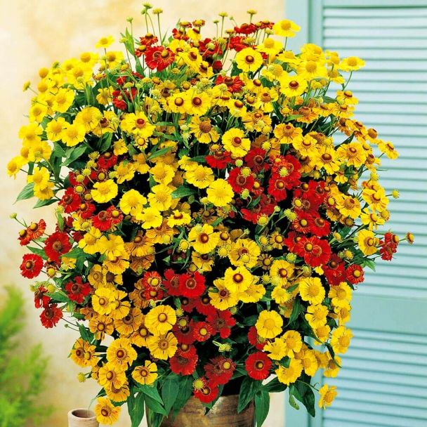 Helenium Sunshine