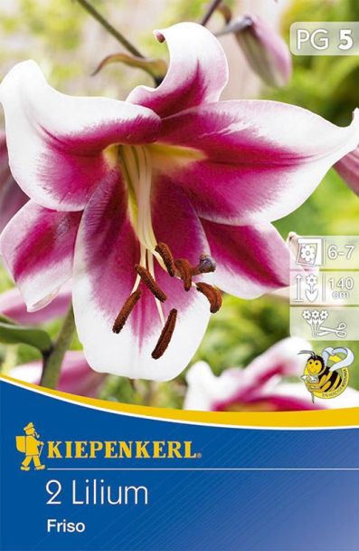 Lilien `Friso`