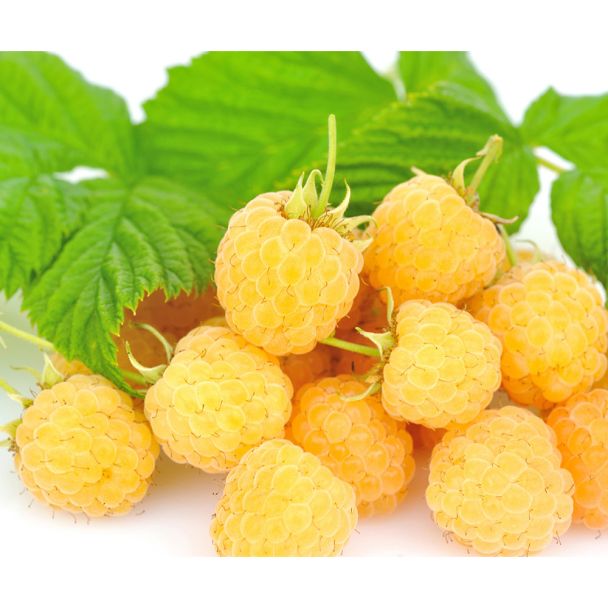 Himbeere Fallgold
