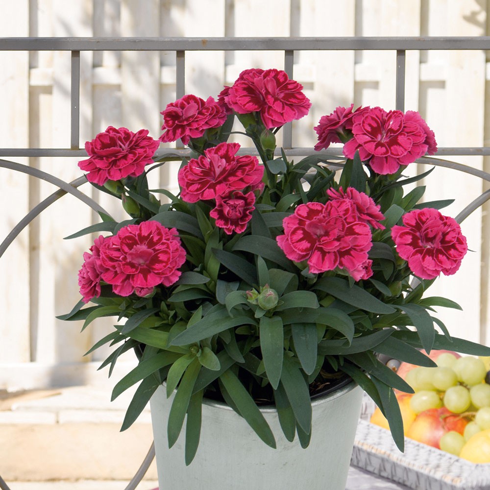 Super Trouper® GartenNelken �Oscar®� Nelken