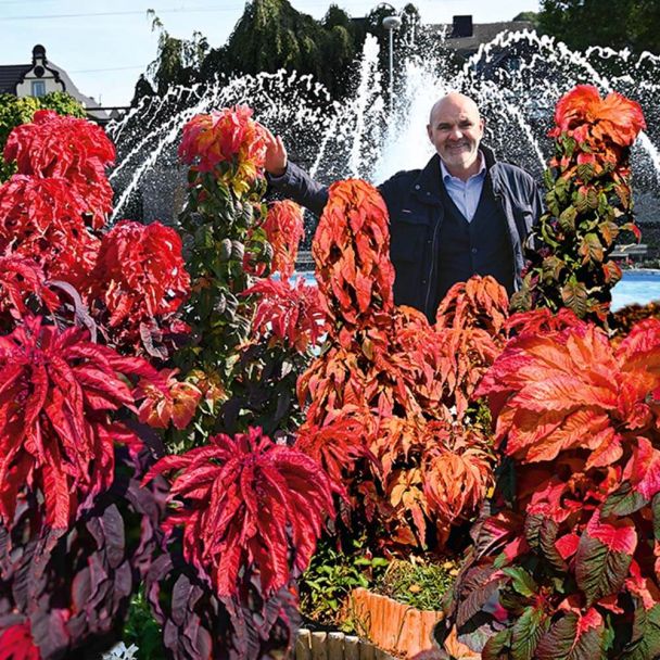 Big Amaranthus Beauty
