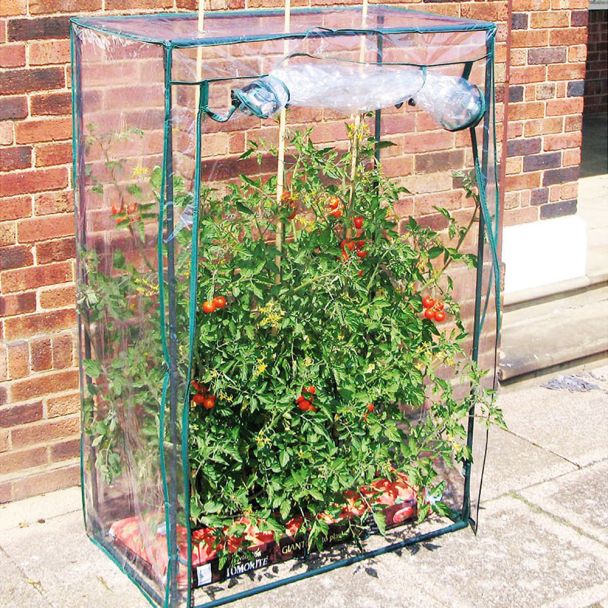 Tomaten-Gewächshaus