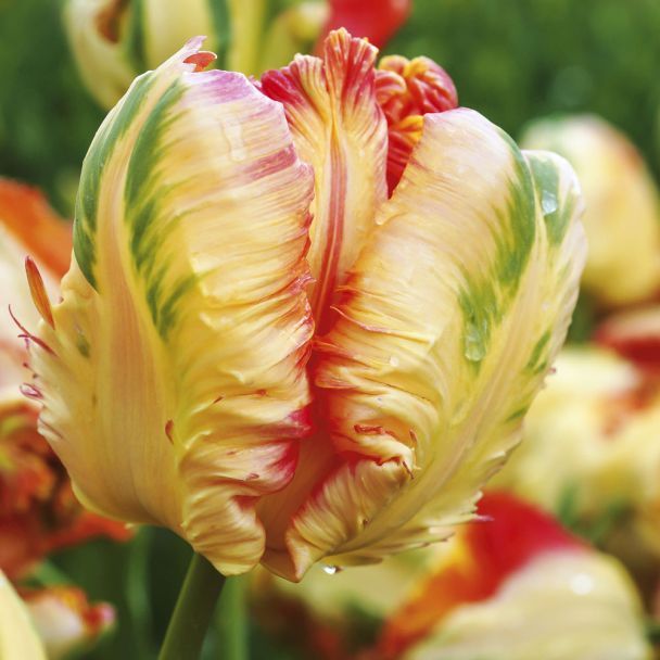 Tulpen Apricot Parrot
