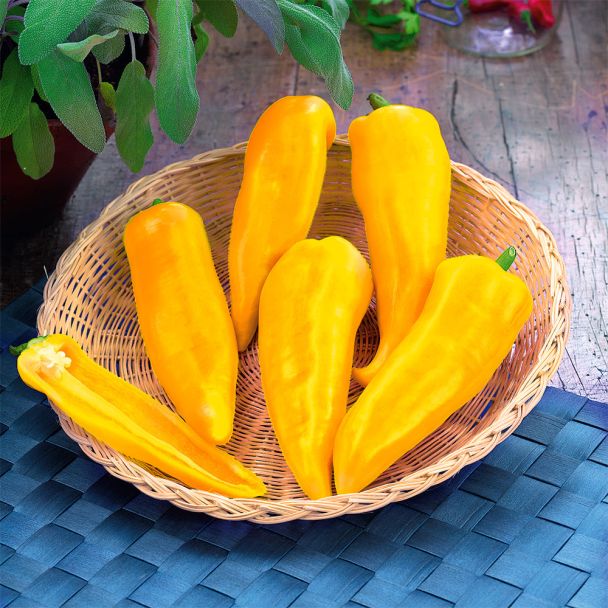 Snack-Paprika 'Yoshi', gelb