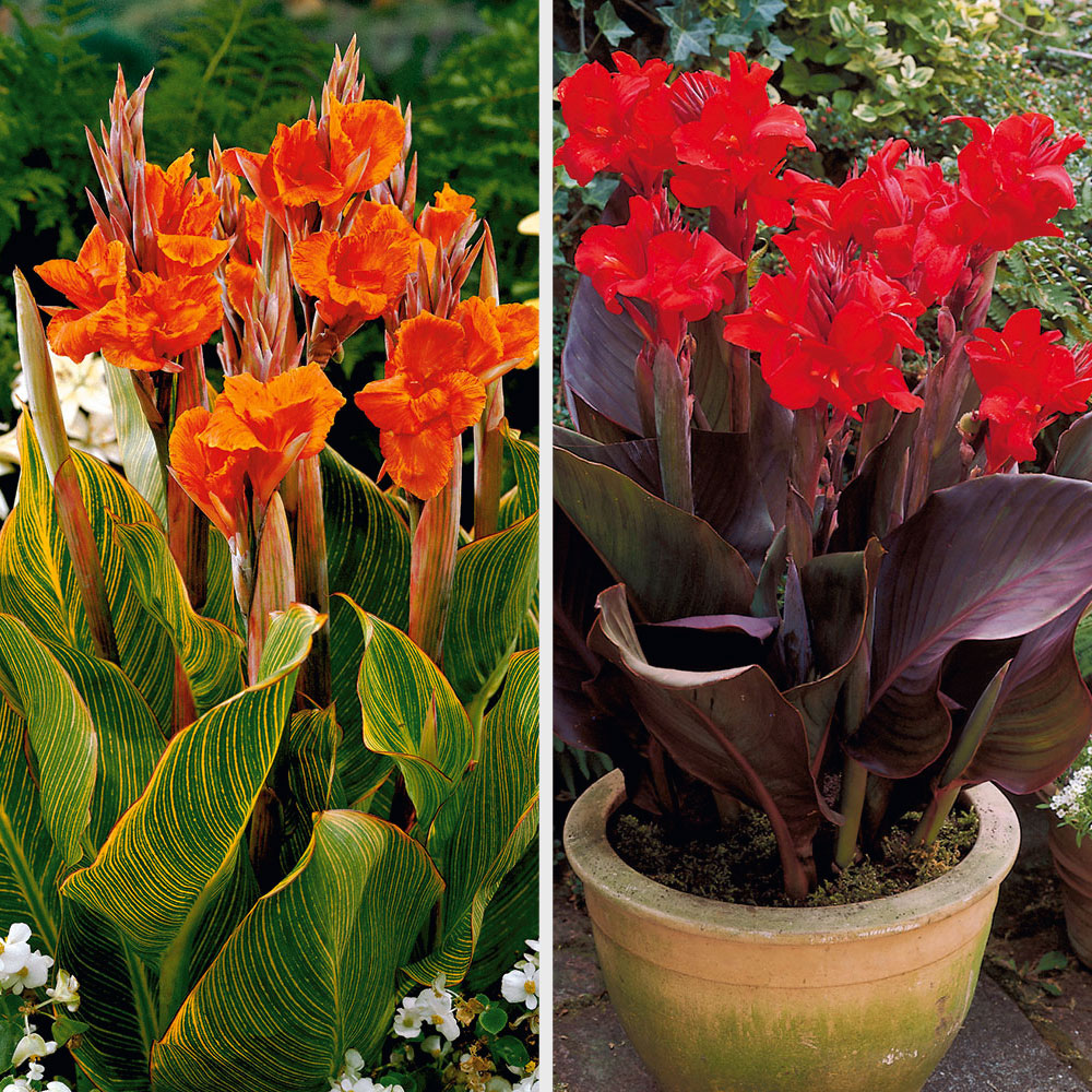 4 Canna indica Blumenzwiebel Sonstiges Blumenzwiebeln Ahrens