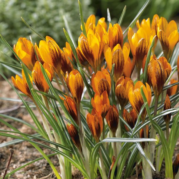 Krokus Orange Monarch