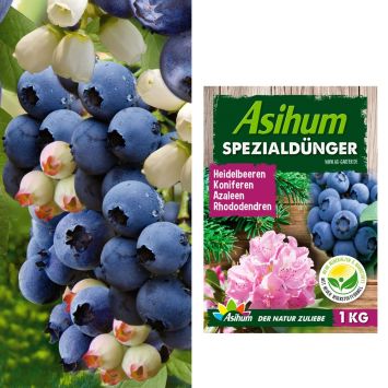 2 x Heidelbeeren 'dublue®' und 1 x Spezialdünger