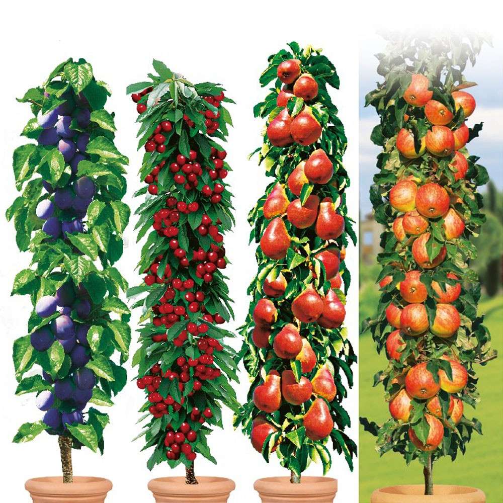 Obstsäulenbaum Set (Decora, Fruca, Rubina, Starcats) kaufen Ahrens