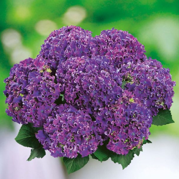 Hortensie 'Curly® Sparkle Blue Purple'