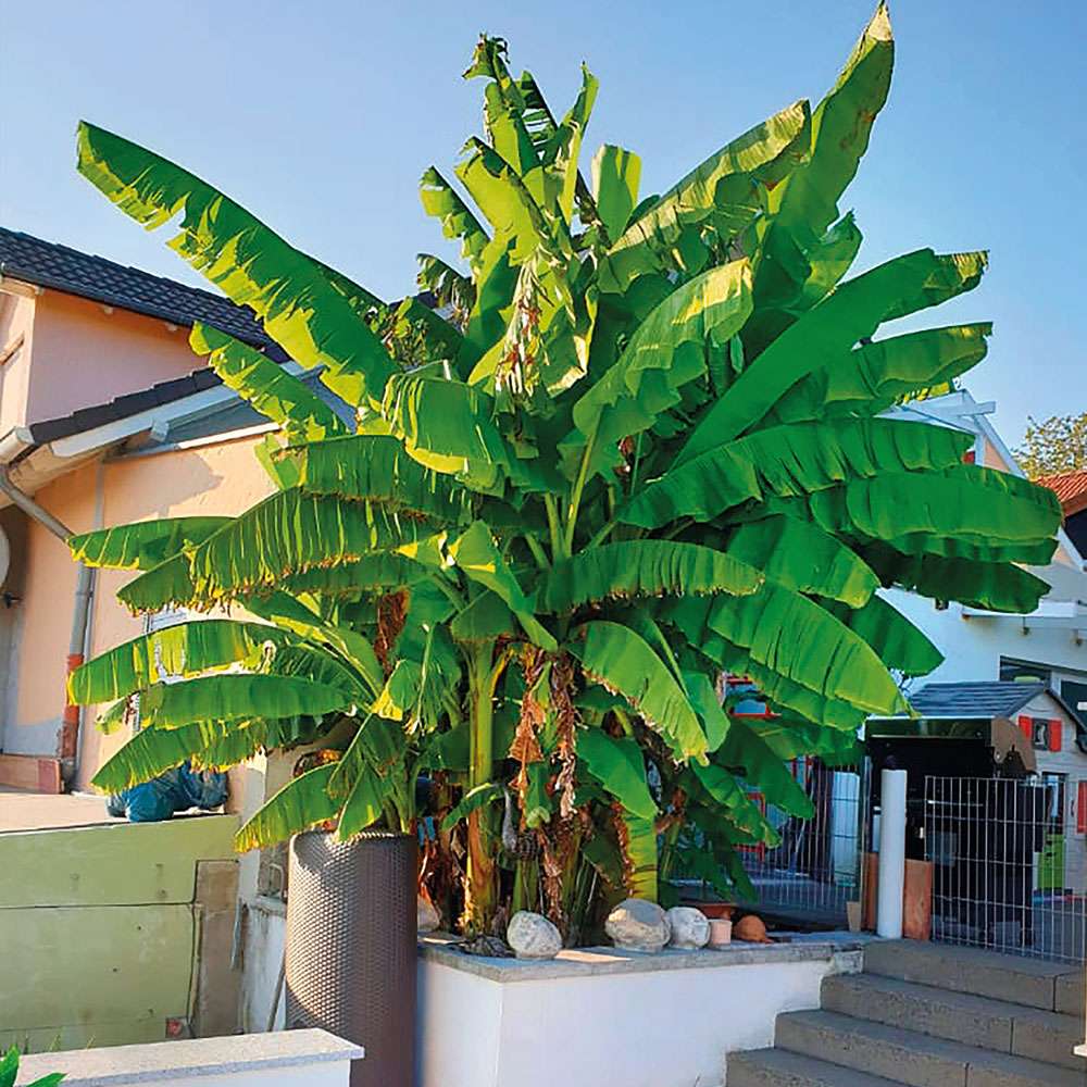 Winterharte Bananenstaude Musa (Musa Basjoo) kaufen Ahrens+Sieberz