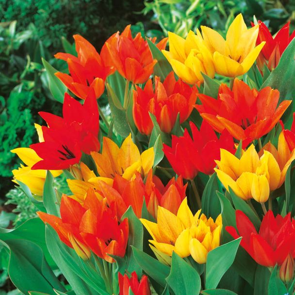 Mehrblütige botanische Tulpenmischung