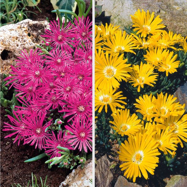 Set-Preis: 6 x Zwerg-Mittagsblumen