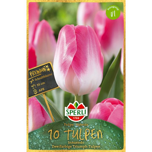 Sperli Premium Triumph Tulpen Innuendo