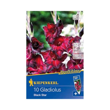 Gladiole Black Star - Profi Line