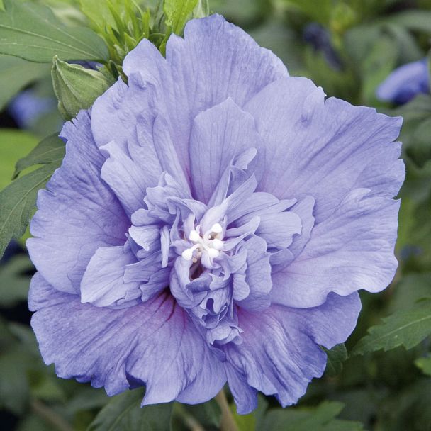 Hibiskus 'Blue Chiffon®'