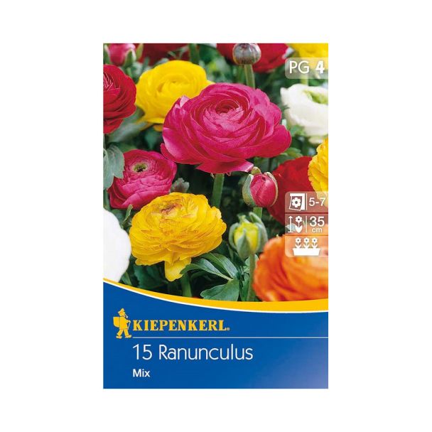 Ranunkeln Aviv-Hybriden Mischung - Blumenzwiebel