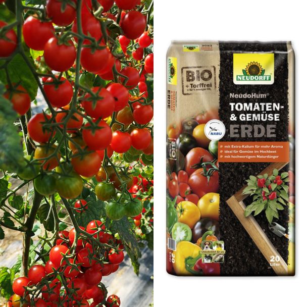 Spar-Set: 2 Perlino - Cocktail - Tomaten + Erde