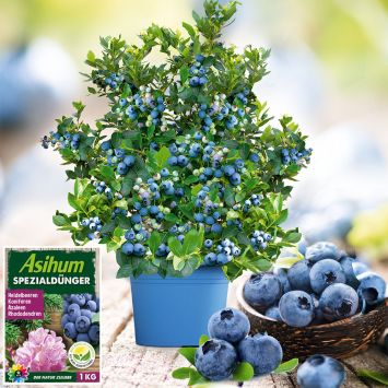 Set-Preis: 1x JolyBerry®, 1x Spezialdünger für Heidelbeeren