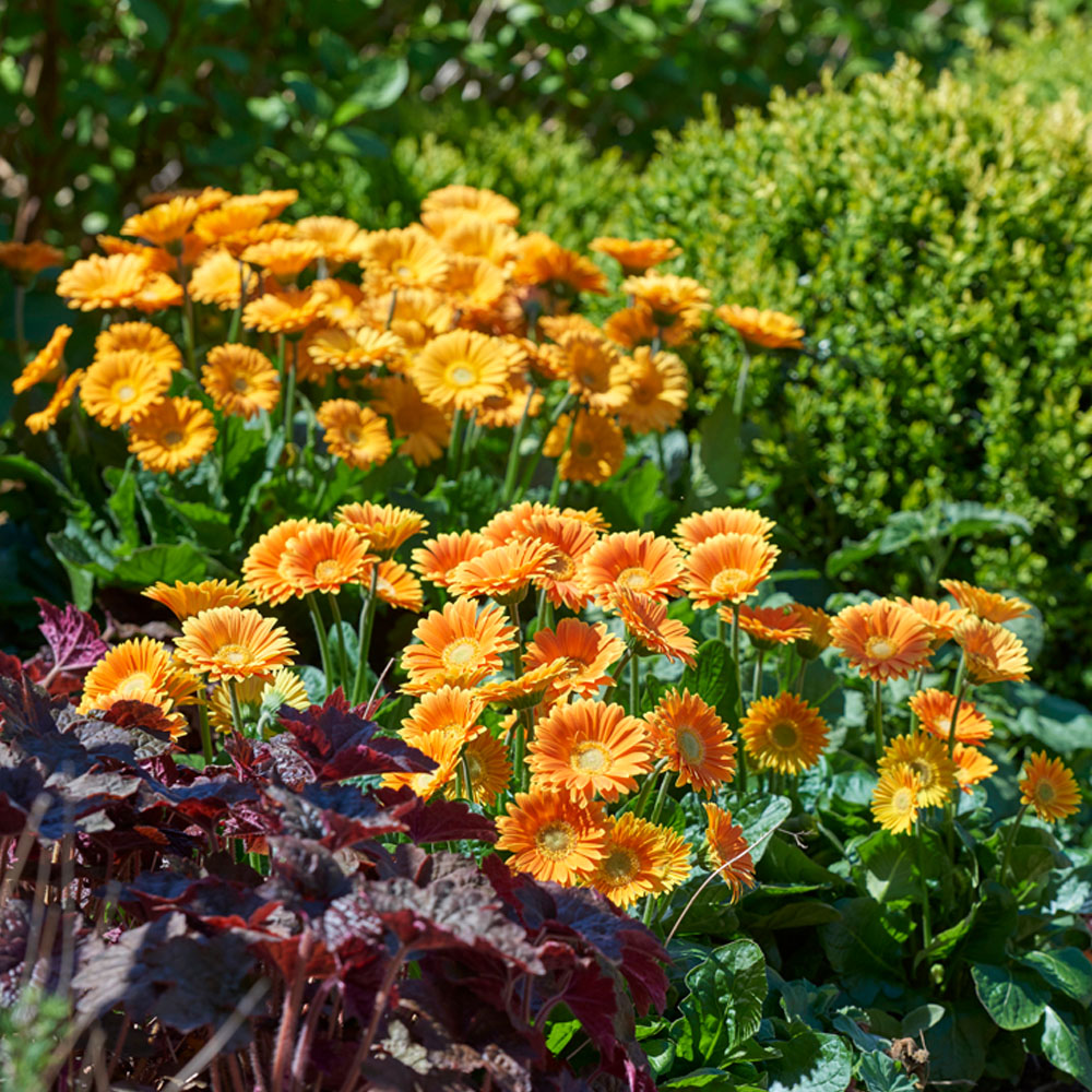 Winterharte Gerbera 'Garvinea®' (Gelb) kaufen Ahrens+Sieberz