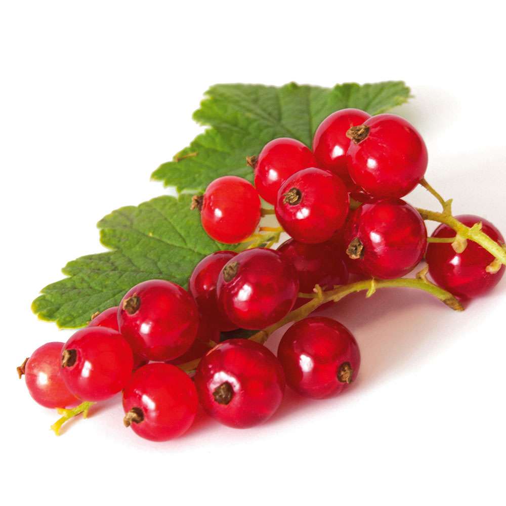 SäulenJohannisbeere 'Rovada®', dunkelrot SäulenObstgehölze