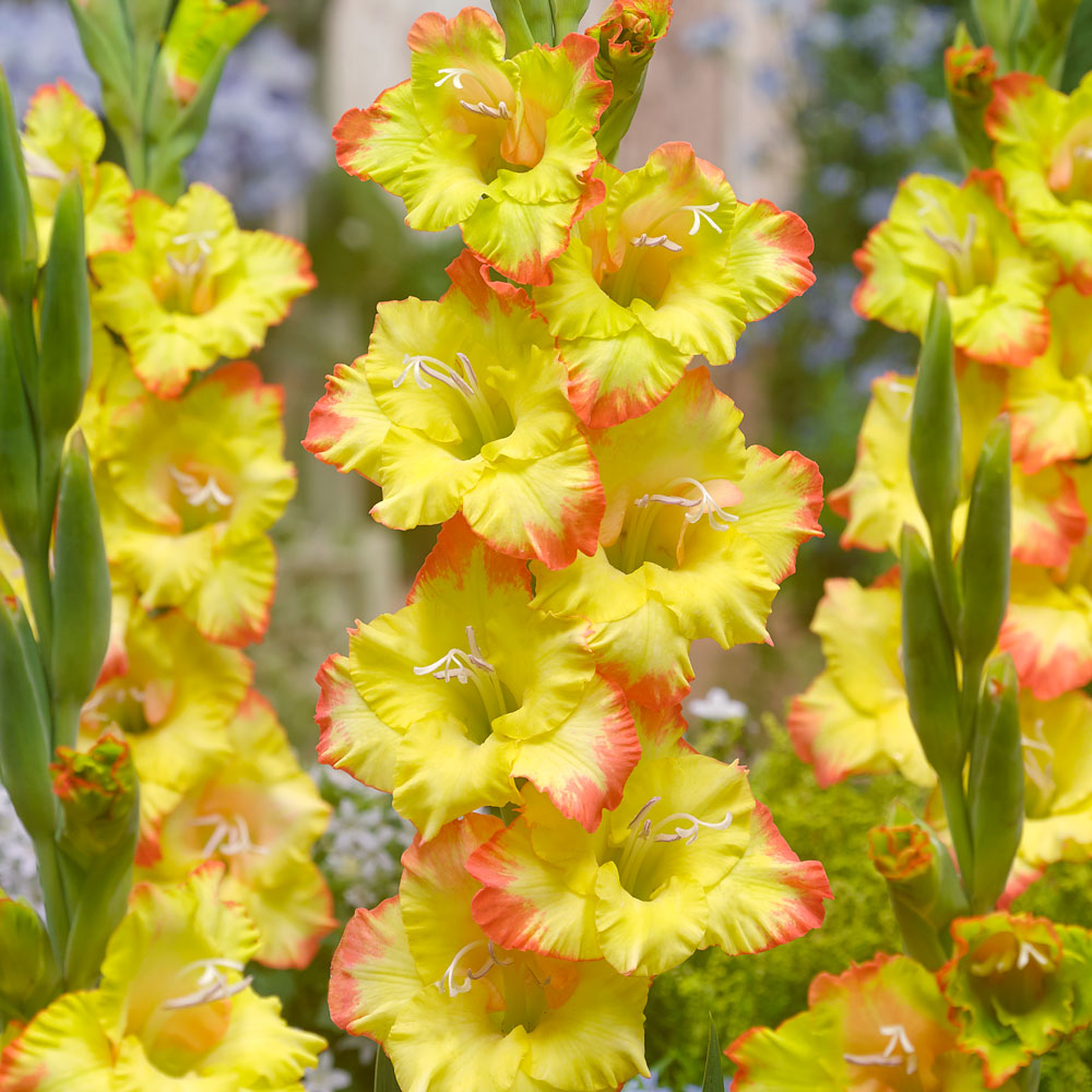 Gladiole Joena Gladiolen Blumenzwiebeln Ahrens+Sieberz