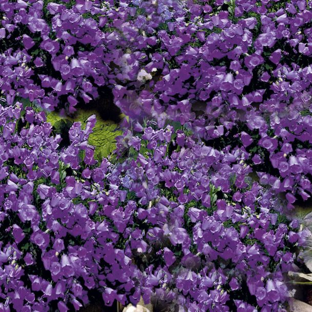 Karpatenglockenblume, blau