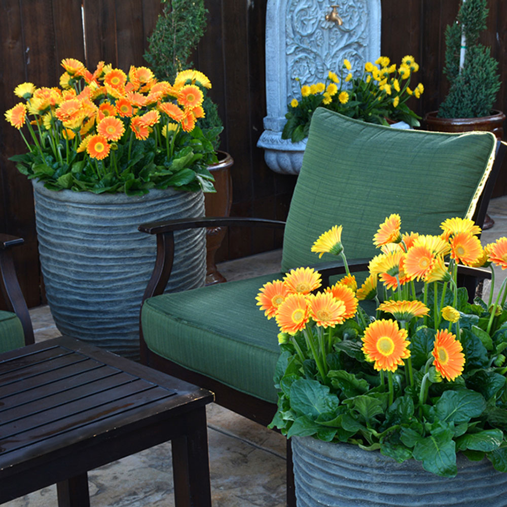 Winterharte Gerbera 'Garvinea®' (Gelb) kaufen Ahrens+Sieberz