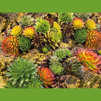 Sempervivum-Mix