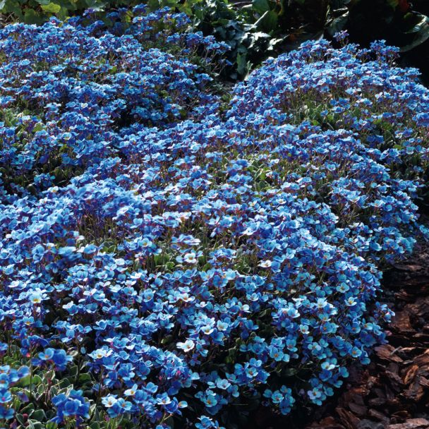 Blaukissen Blau